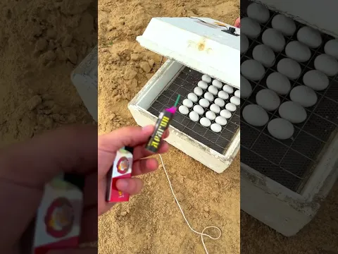 Фейерверк в инкубаторе