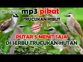 Download Lagu SUARA PIKAT TRUCUK RIBUT PALING REKOMENDED || BIRD CALLER