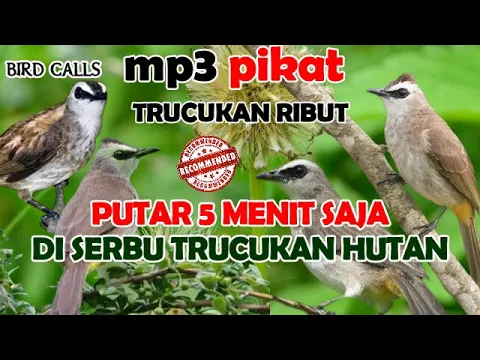 Download MP3 SUARA PIKAT TRUCUK RIBUT PALING REKOMENDED || BIRD CALLER