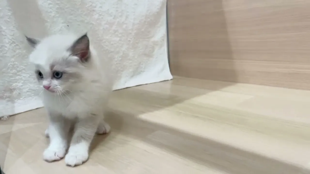 動画