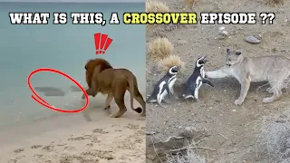 Animals That Make No Sense in the Same Place