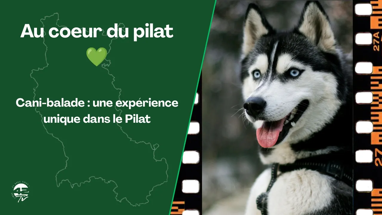 ⁣Kimudjuk : Une balade avec des Huskies au cœur du Pilat !
