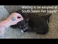Feral kittens need homes
