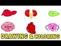 How to Draw Organs for Kids Drawing and Coloring Tutorials