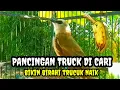 Trucuk Betina Memanggi Jantan Ampuh buat pancingan burung trucukan gacor
