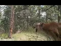 Mountain Lion Screaming for a Mate
