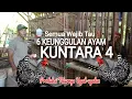 Download Lagu UGAL-UGALAN❗|| 300 Butir Per Tahun || AYAM KAMPUNG PETELUR KUNTARA 4