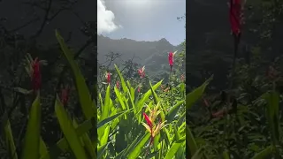 Exploring Raiatea 🤩 the landscape! #sailingfamily #family #exploring #beautiful #raiatea