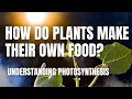 Photosynthesis How Plants Capture Sunlight to Make Food Middle School Science