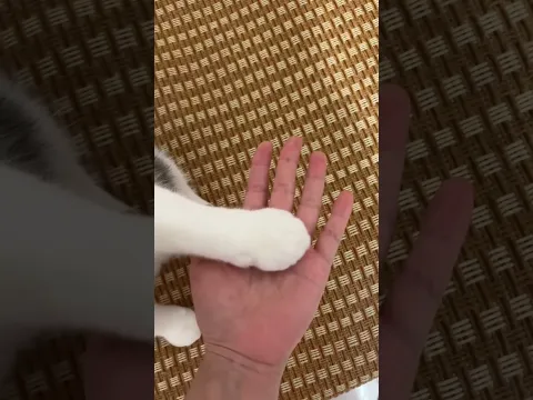 Saludo entre amigos