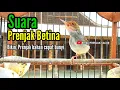 Download Lagu PRENJAK BETINA Memanggil PRENJAK JANTAN Suara BIRAHI, Bikin PRENJAK Bahan Mudah Gacor Seketika.