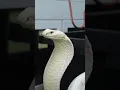 remembering Lilith the all white king cobra