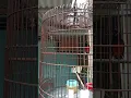 Download Lagu kretek, suara merdu dan mewah dari burung murai