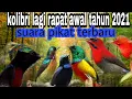 Download Lagu SUARA PIKAT SEMUA JENIS BURUNG KOLIBRI / ngebolang burung liar