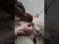 the chickens eating dog fleas feeding animals