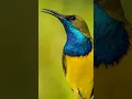 Lagu This Sunbird Has a Beautiful Song (Cinnyris jugularis)