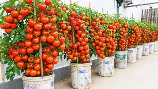 No Garden Grow Big, Juicy Tomatoes in Plastic Tubs
