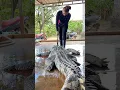 Using an axe to skin crocodiles is a skill this woman possesses