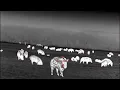 Eliminating Over 200 HOGS