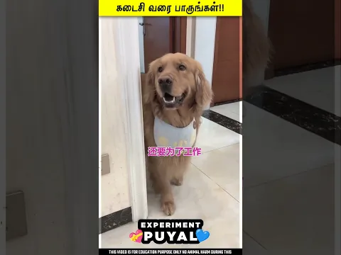 SCOOBY COOKING SOTHANAIGAL 😞😱 Experiment Puyal | #Shorts #Reels #puppy #Emotion