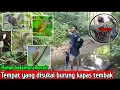 Download Lagu TEMPAT YANG DISUKAI BURUNG KAPAS TEMBAK