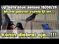 Download Lagu UP DATE STOK SELASA 19/08/2025❗❗❗ MURAI PASTOL CUMA 1JT AN FULLSET❓ KONIN DIOBRAL AJA... ❗❗