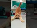Download Lagu #cat #funny #happycats #catmemes #music #memes #tr#new #reels