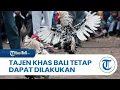 Download Lagu Sabung Ayam Atau Tajen Khas Bali Tetap Dapat Dilakukan Asal Tak Ada Transaksi Didalamnya