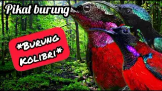 Suara pikat burung kolibri super ampuh | suara pikat khusus burung kolibri | burung kolibri