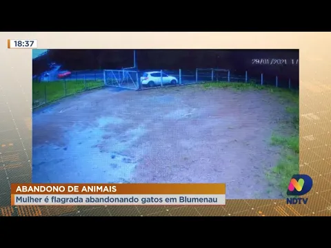 Maus-tratos: Mulher é flagrada abandonando gatos em Blumenau