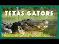 Alligators Native Texans