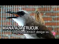 Download Lagu SUARA PALING DICARI ❗ trucukan gacor SUARA TARUNG INI menjadikan burung trucuk gacor NYAUT SEKETIKA
