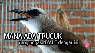 Download SUARA PALING DICARI ❗ trucukan gacor SUARA TARUNG INI menjadikan burung trucuk gacor NYAUT SEKETIKA MP3