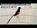 Lagu MURAI BATU IMPORT GACOR ~ Full Isian Katem C.Jenggot Kenari Konin / Masteran Pancingan Terapi Murai