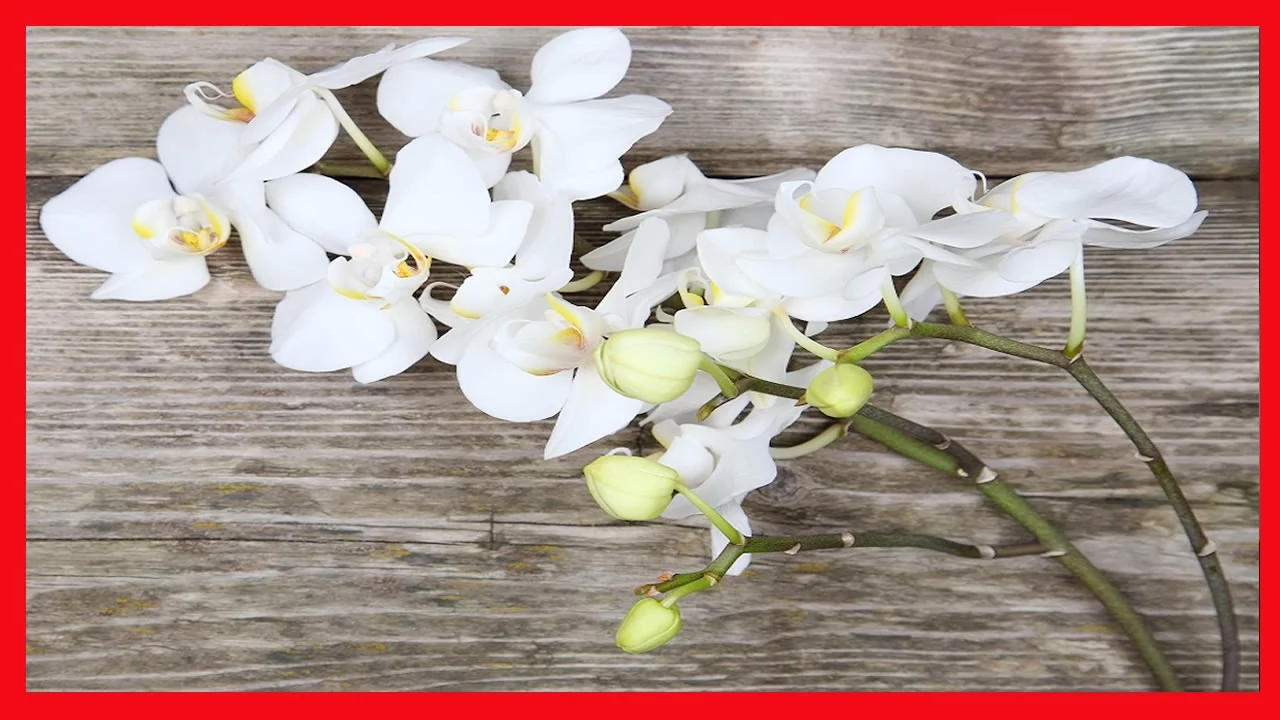 ORQUÍDEAS 10 ERROS QUE VOCÊ COMETE COM AS SUAS APRENDA DEIXA LAS VISTOSAS E SAUDÁVEIS
