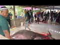 Lagu Aidil Adha- Korban Kerbau 200KG-10 Zulhijjah 1446H (07 Jun 2025) Slaughter Knife by Tuan Khairi
