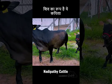 Jaaniye ye Anokha gaay ka Sach  #viral #farming #youtube #farm #cow #agri #bull #pets