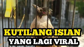 Download Burung kutilang gacor full isian AMPUH di jadikan masteran kutilang bahan MP3