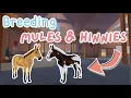 Download Lagu Breeding MULES \u0026 HINNIES + Trying to Get Their Unique Coats! | Wild Horse Islands