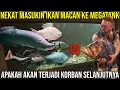 Download Lagu NEKAT MASUKIN IKAN MACAN KE MEGATANK. APAKAH AKAN TERJADI KORBAN SELANJUTNYA  #KINGOFTHEJUNGLE