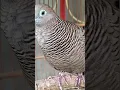 Download Lagu Burung tekukur lokal punya suara topcer yang jernih untuk umpan yang langsung bereaksi #shorts
