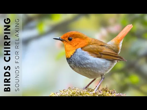 Download MP3 Relaxing Bird Sounds - Forest Birdsong Nature Sounds, The Best Birdsong, Singing Bird Ambience