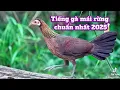 Download Lagu Tiếng gà mái rừng gọi trống 2025.2026