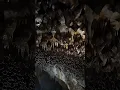 Lagu Massive Bat Colony in a Cave! 🦇🦇 Eerie Beauty! #Bats #cavelife