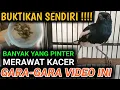 Download Lagu KALAU DARI DULU TAHU PASTI BURUNG KACER KALIAN CEPAT DAPET RAWATAN KACER TERBAIK