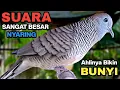 Download Lagu Perkutut Lokal GACOR Suara Kung Besar Pancingan Burung Perkutut Agar Bunyi.