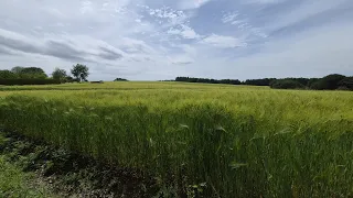                                                          دندنها