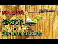 Download Lagu SIRTU GACOR FULL EMOSI 100% AMPUH UNTUK PANCINGAN BUNYI FIGHTER#sirtugacor@srfchannel3881