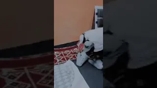 Haynii Dhalaa Saudi Arraa Bahee Jiraa Dawadhaa Dhiraa Malaqaa Shamaranii Nyatuu 