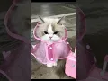 Download Lagu Nyampasu 😁 #cat #shorts #cute #catlover #pets #fun